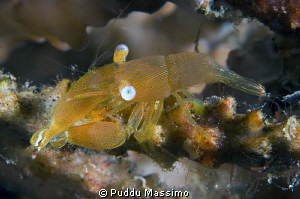 lembeh,nikon d2x 60mm macro by Puddu Massimo 